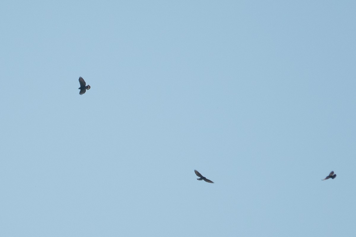 Broad-winged Hawk - ML641980795