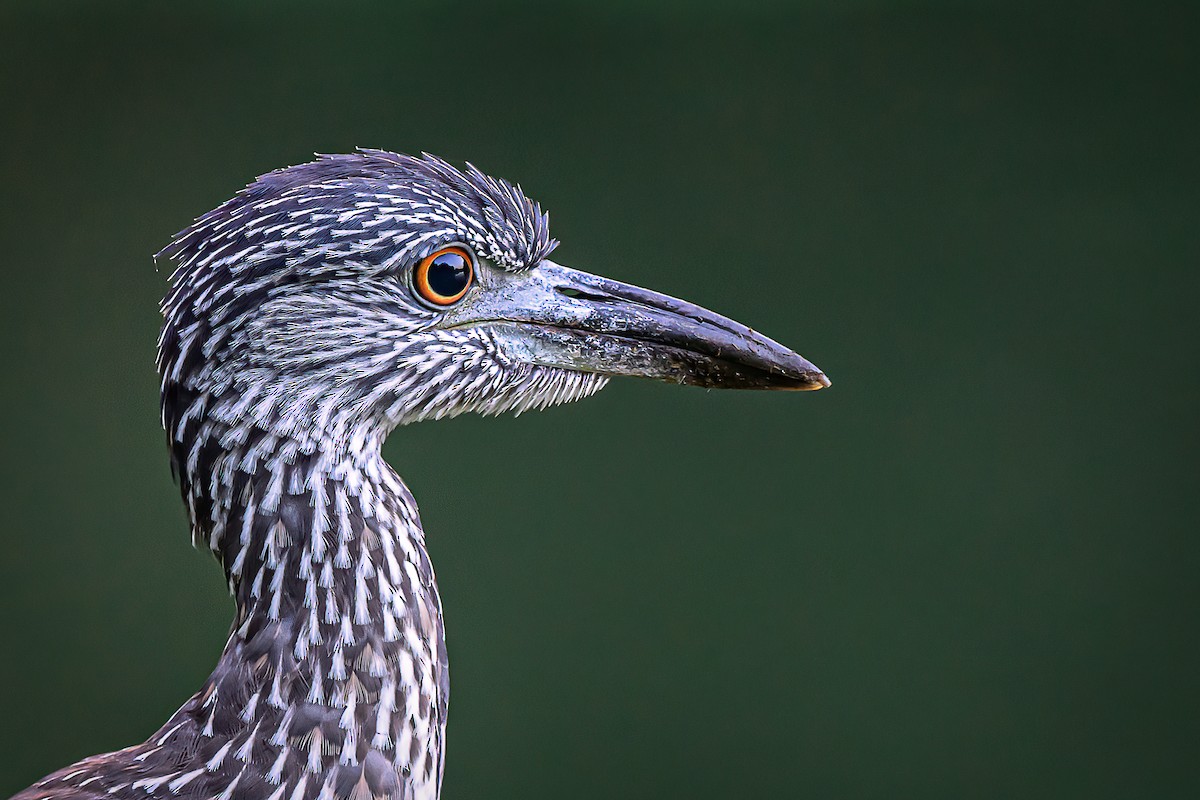 Yellow-crowned Night Heron - ML641980801