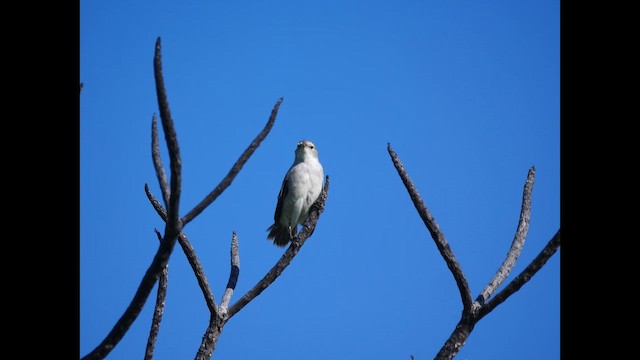 Kiritimati Reed Warbler - ML641980808
