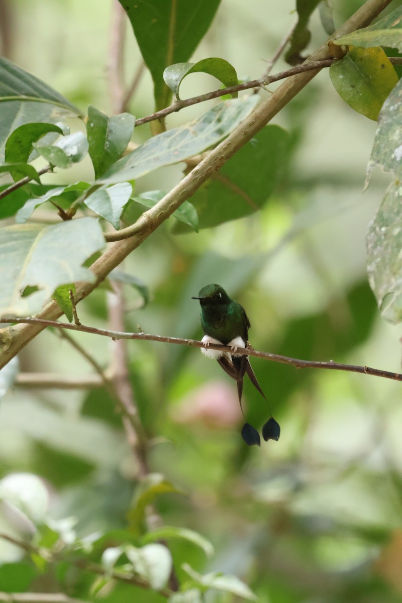 White-booted Racket-tail - ML641980809