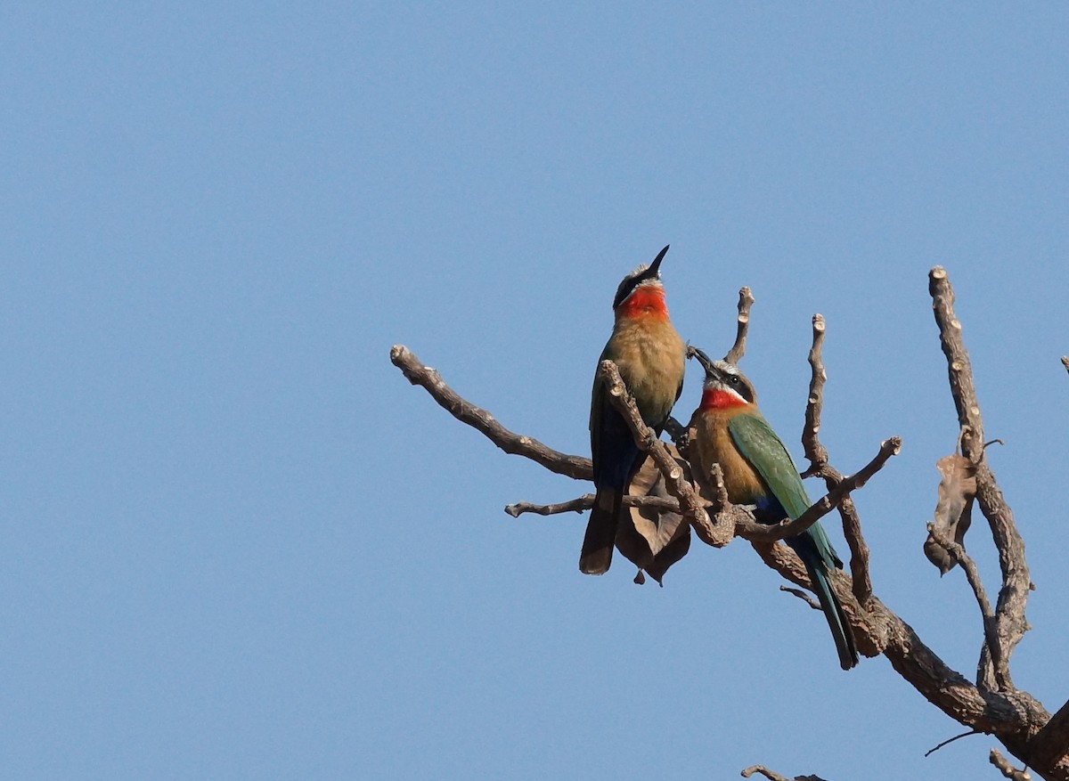 White-fronted Bee-eater - ML641980811