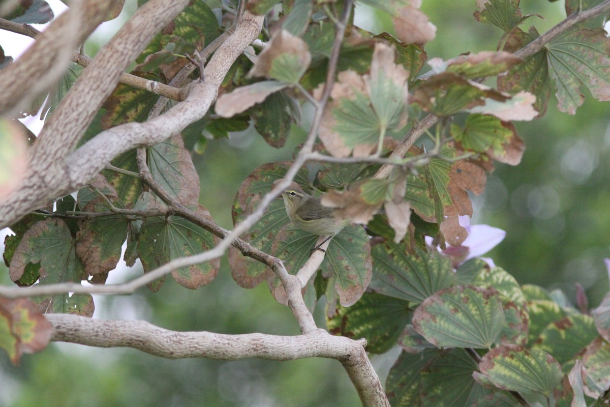 Common Chiffchaff - ML641980822