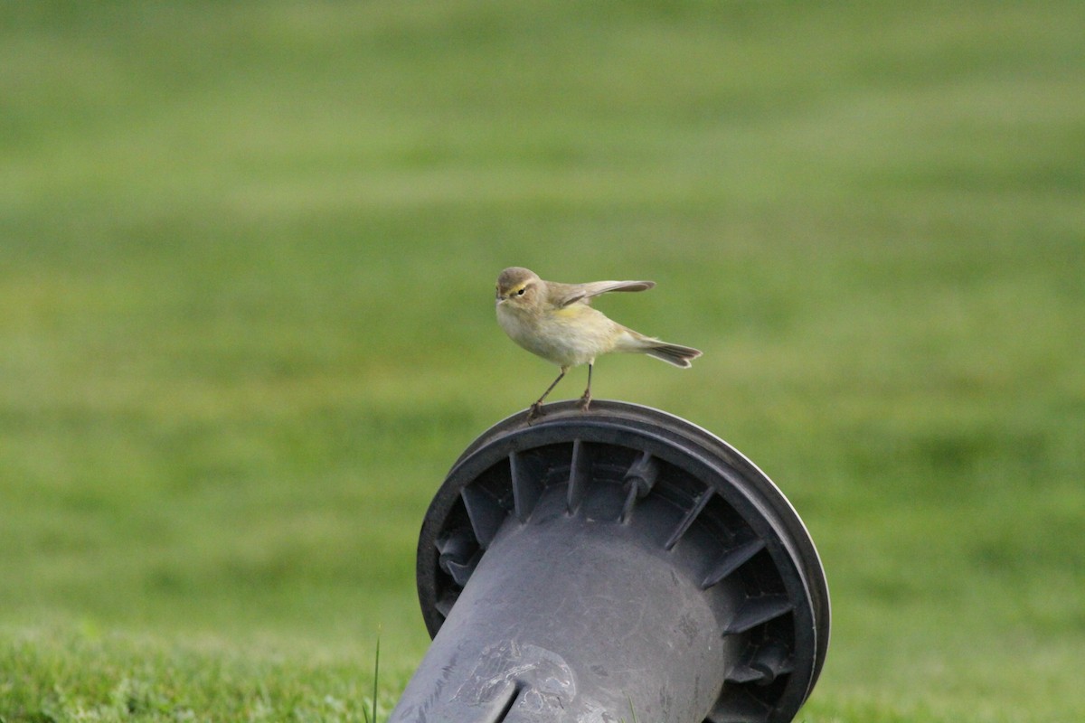 Common Chiffchaff - ML641980823