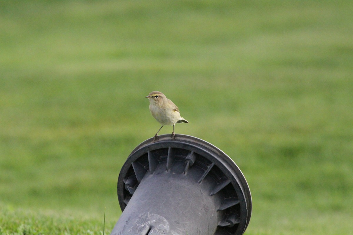 Common Chiffchaff - ML641980824