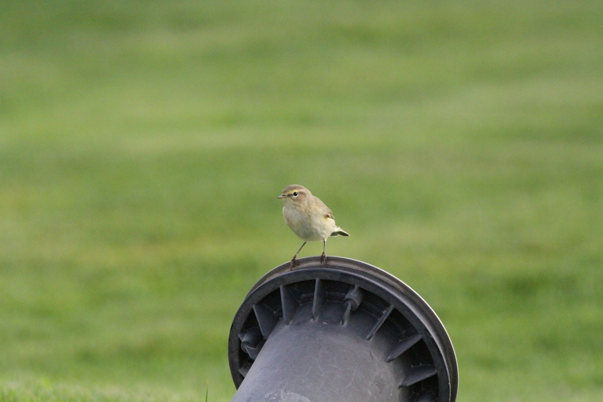 Common Chiffchaff - ML641980825