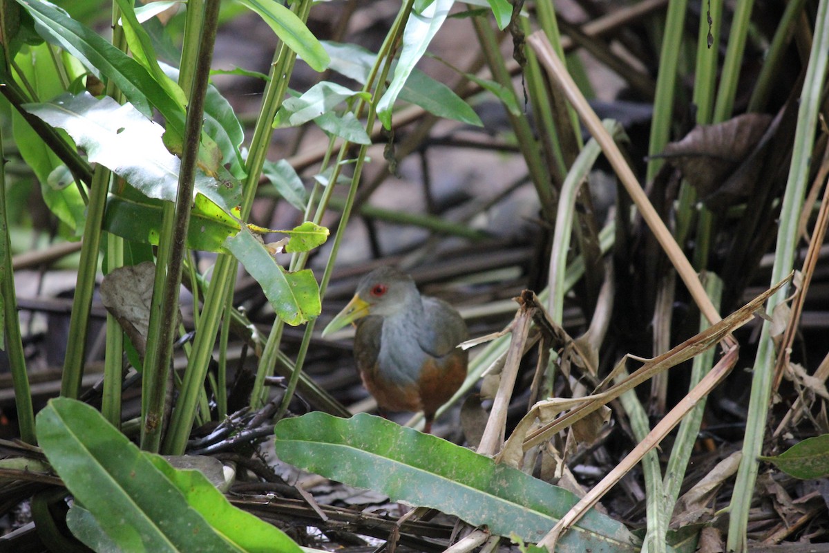 Gray-cowled Wood-Rail - ML641980829
