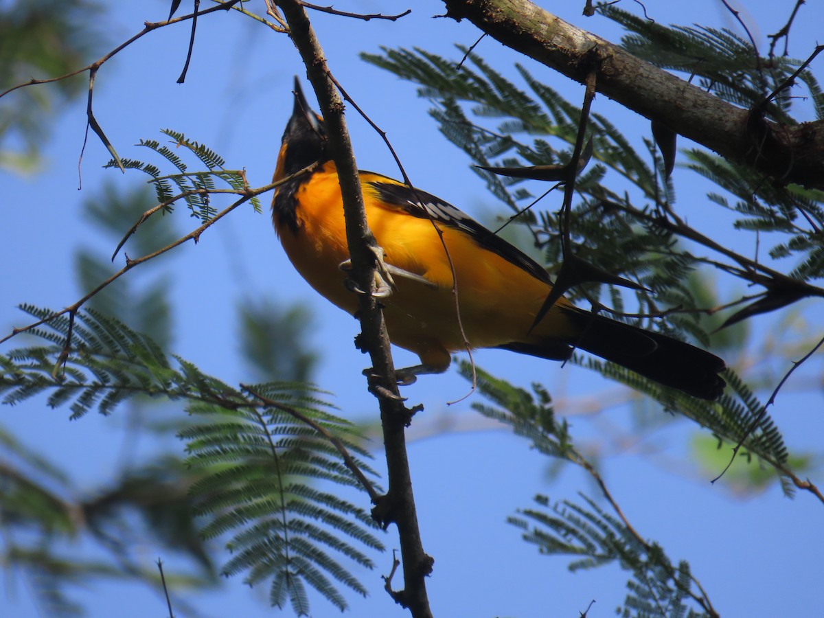 Altamira Oriole - ML641980844