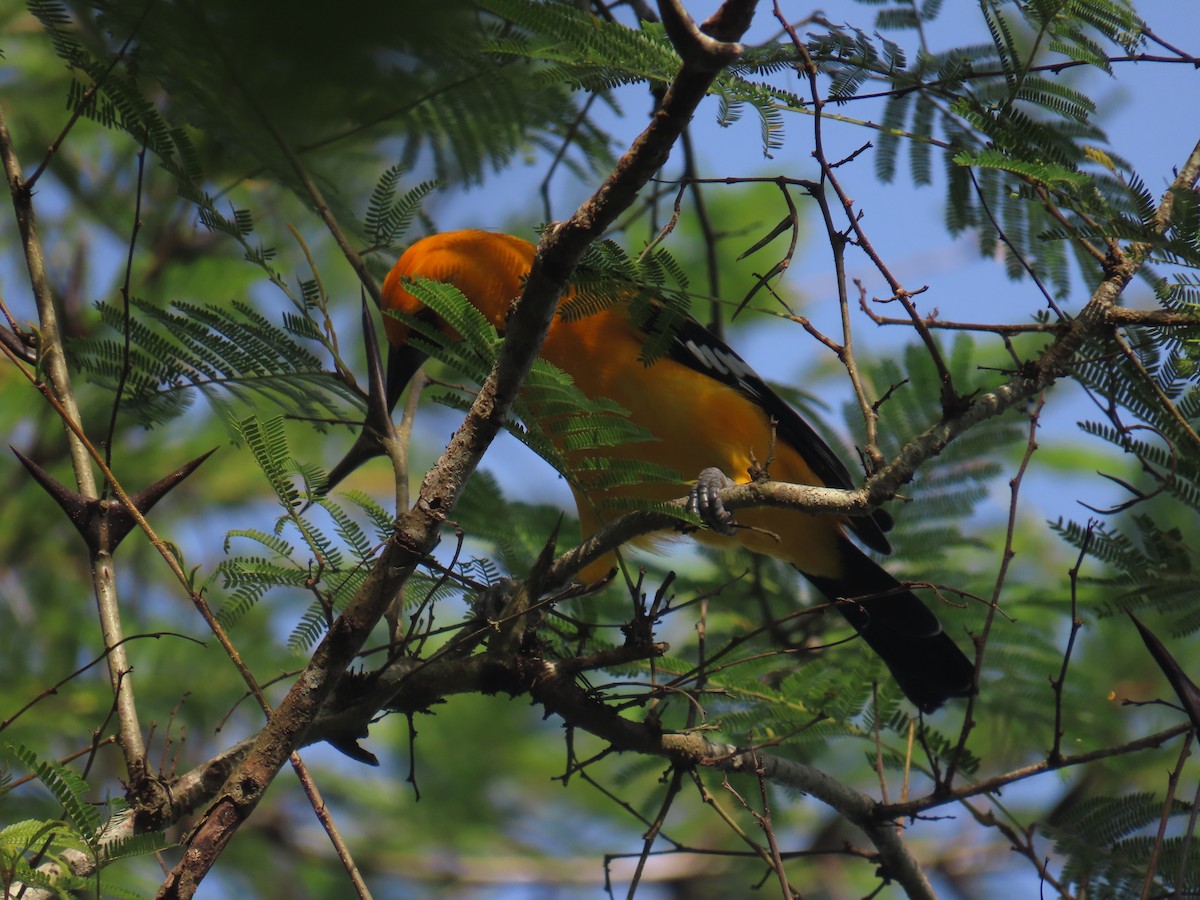 Altamira Oriole - ML641980848