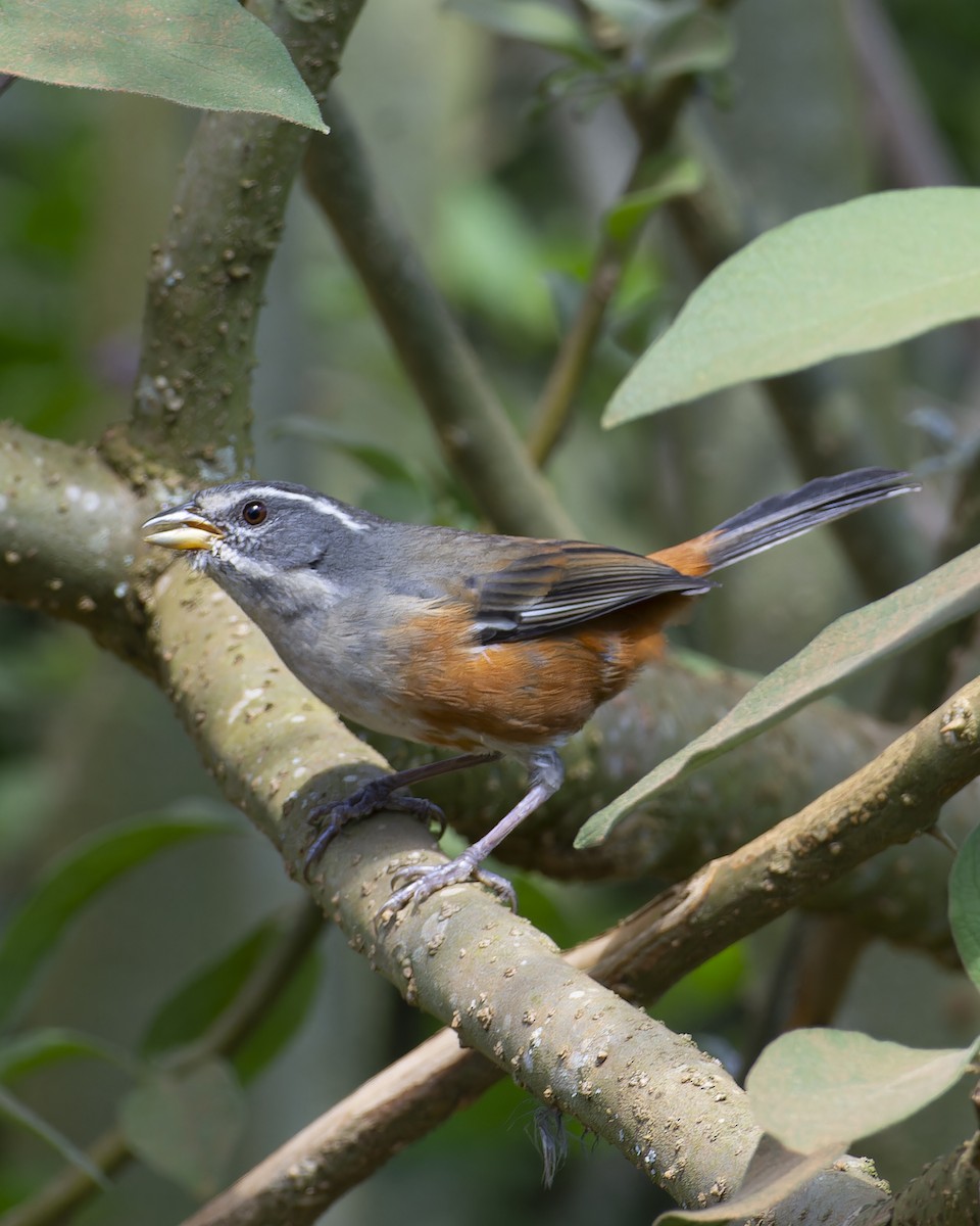 Gray-throated Warbling Finch - ML641980855