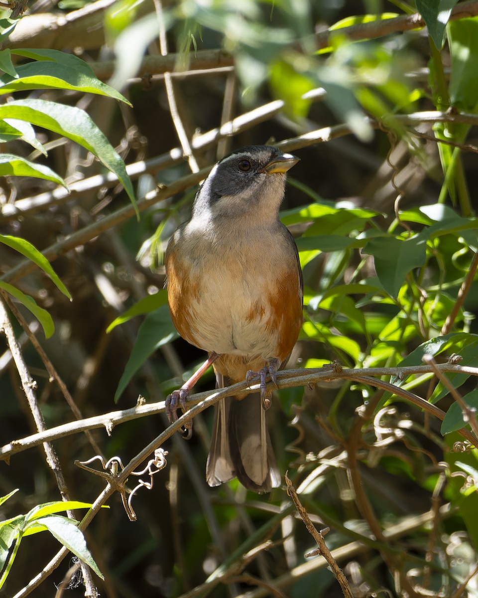 Gray-throated Warbling Finch - ML641980856