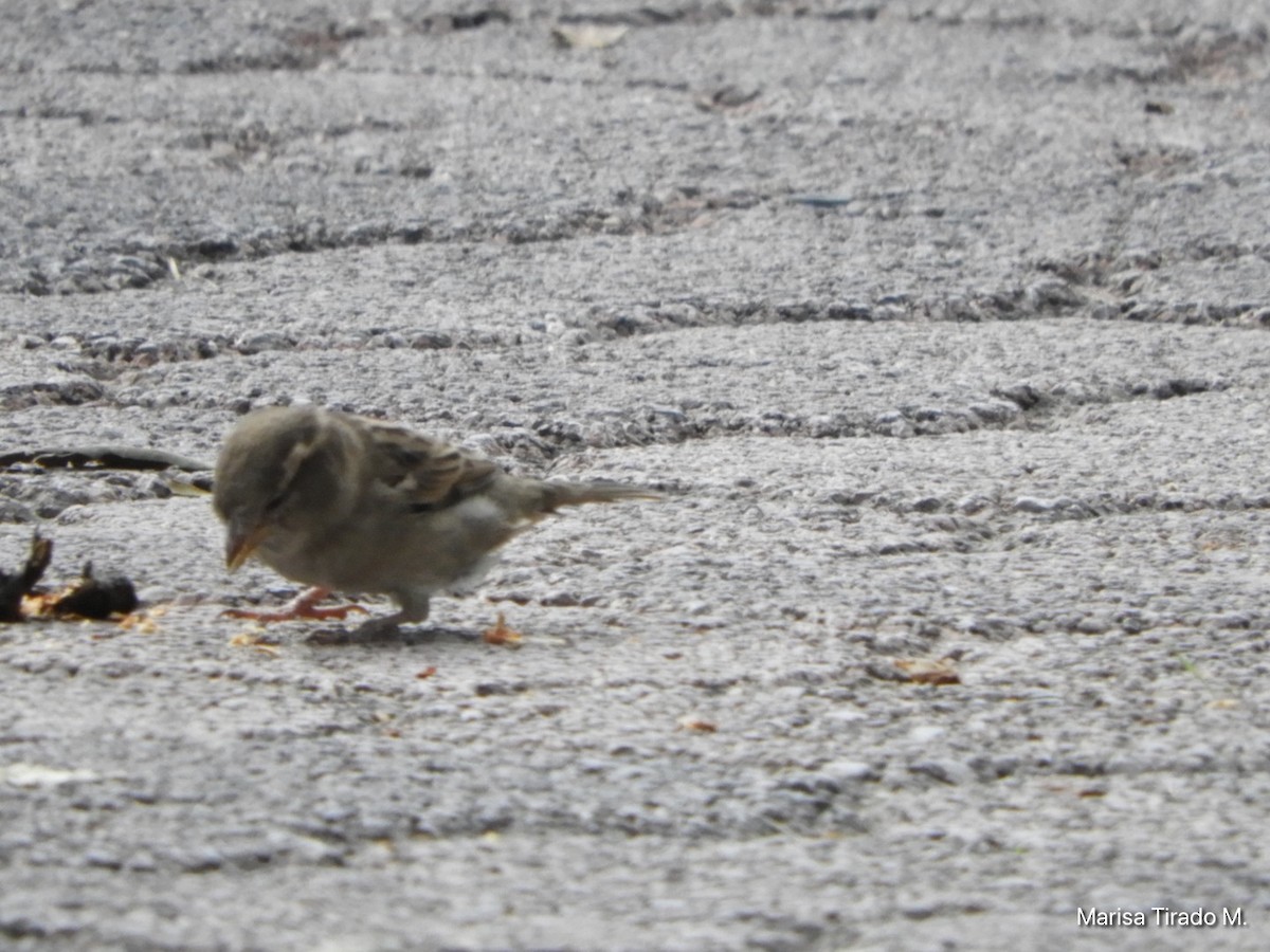House Sparrow - ML641980864
