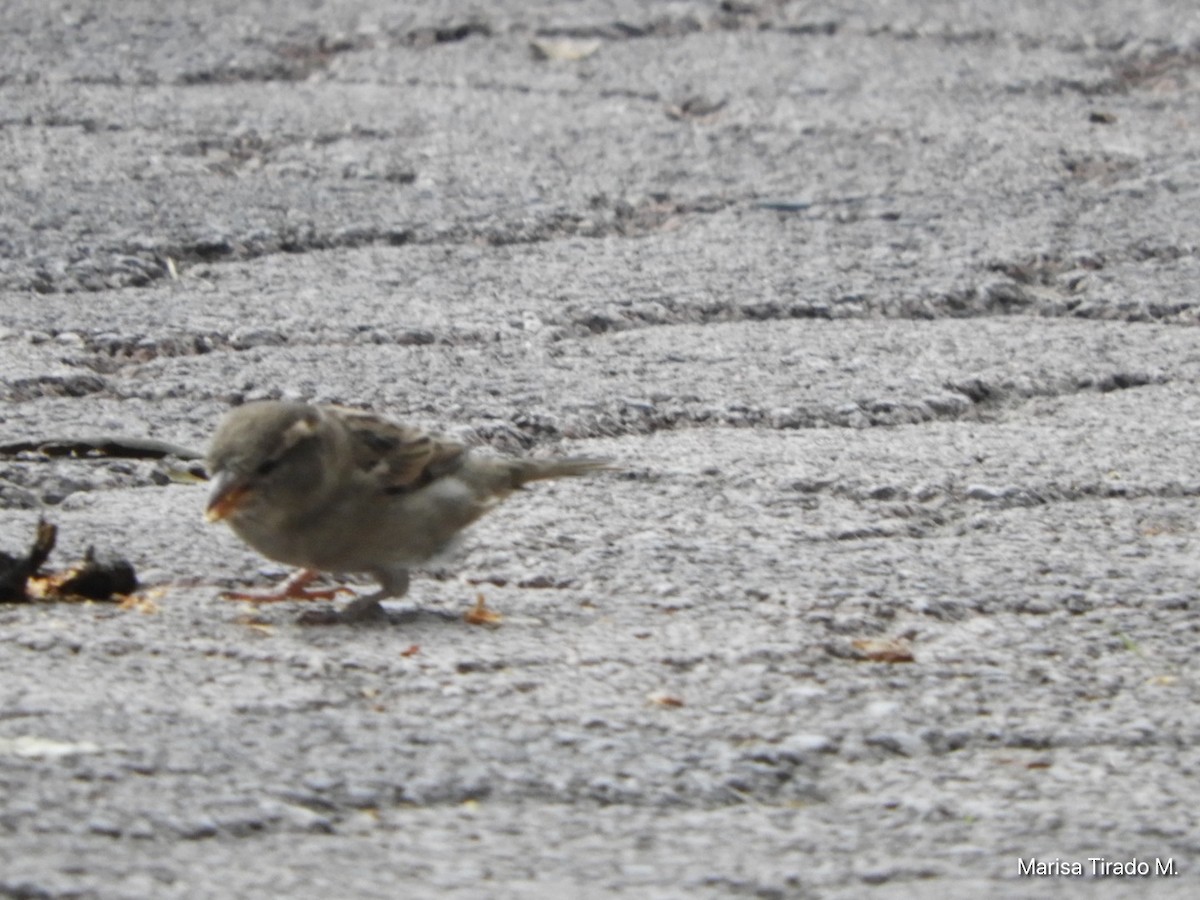 House Sparrow - ML641980865