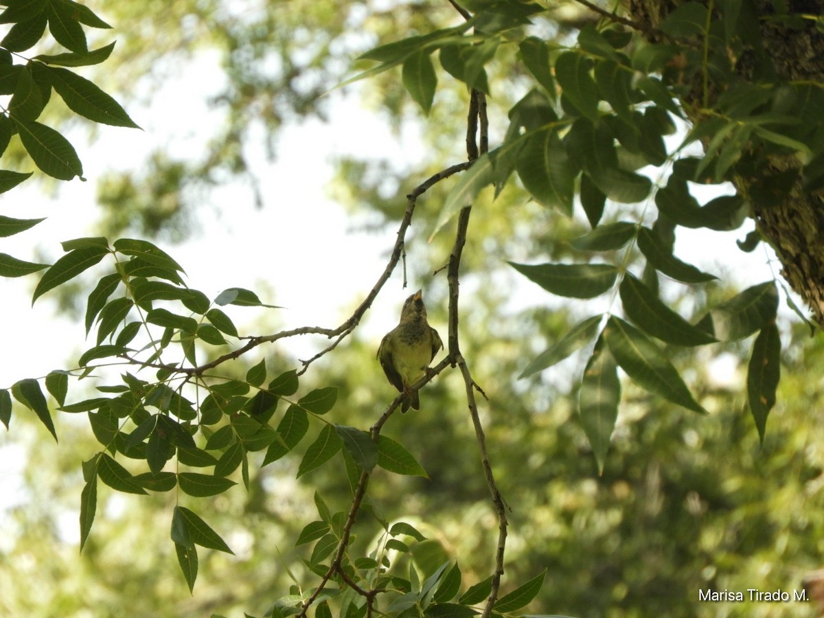 House Sparrow - ML641980866