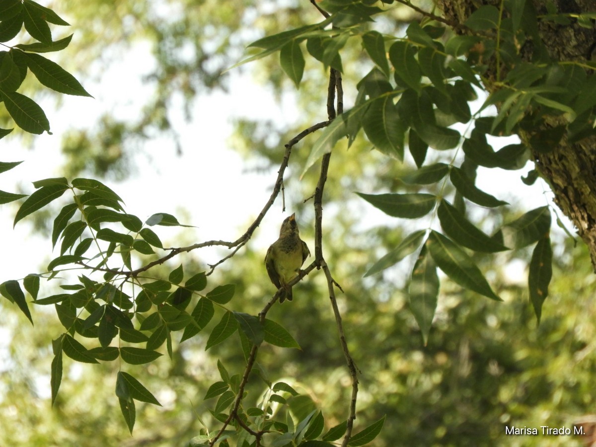 House Sparrow - ML641980867