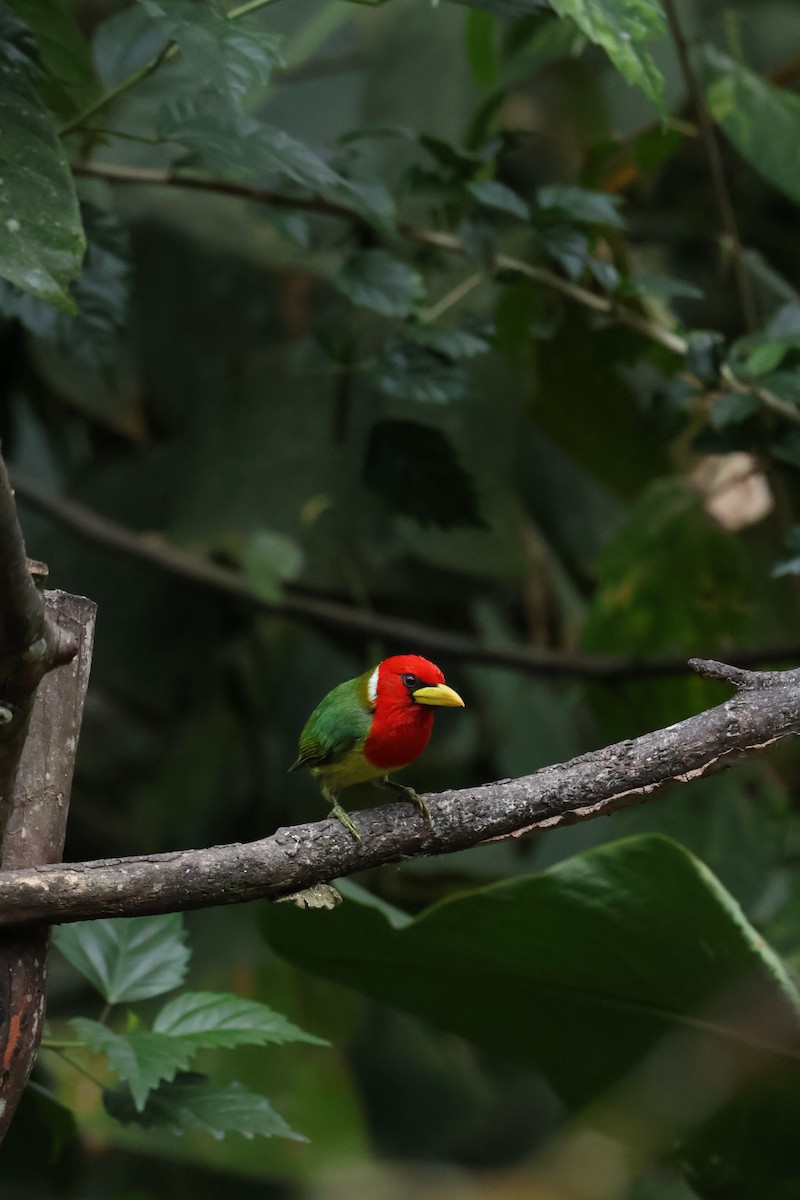 Red-headed Barbet - ML641980870