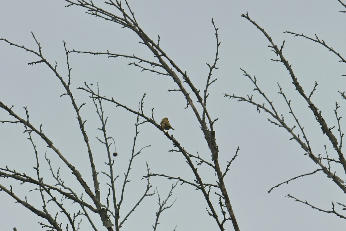 American Goldfinch - ML641980871