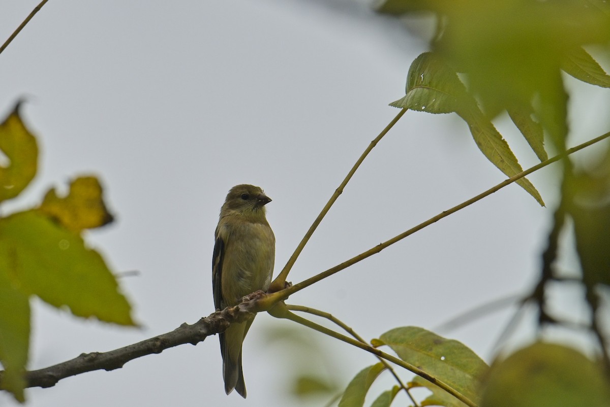 American Goldfinch - ML641980872