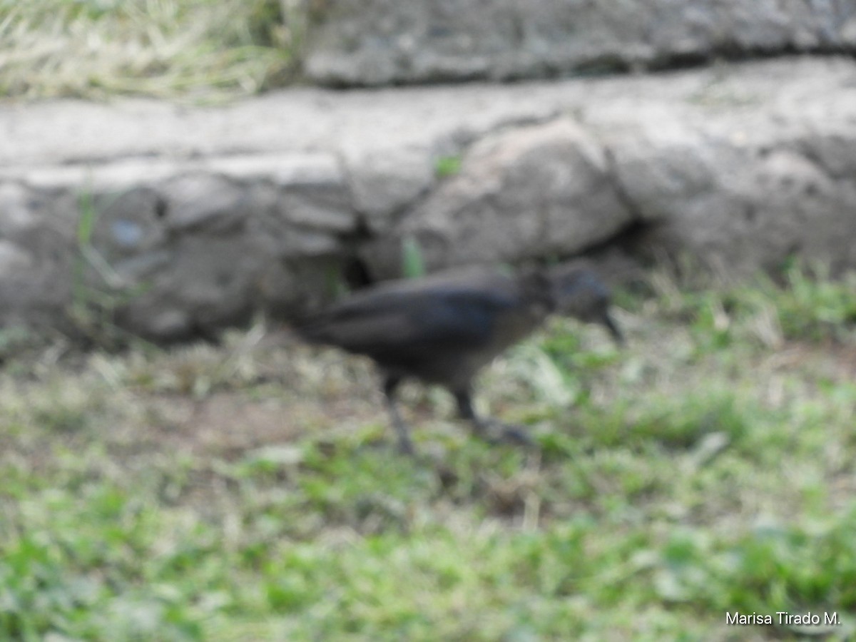 Great-tailed Grackle - ML641980879