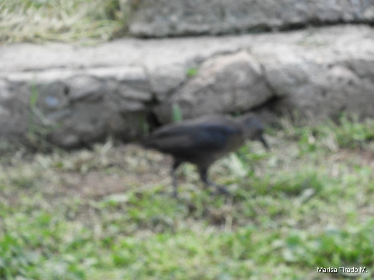 Great-tailed Grackle - ML641980880