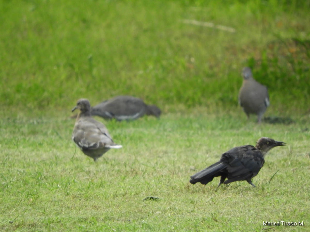 Great-tailed Grackle - ML641980881