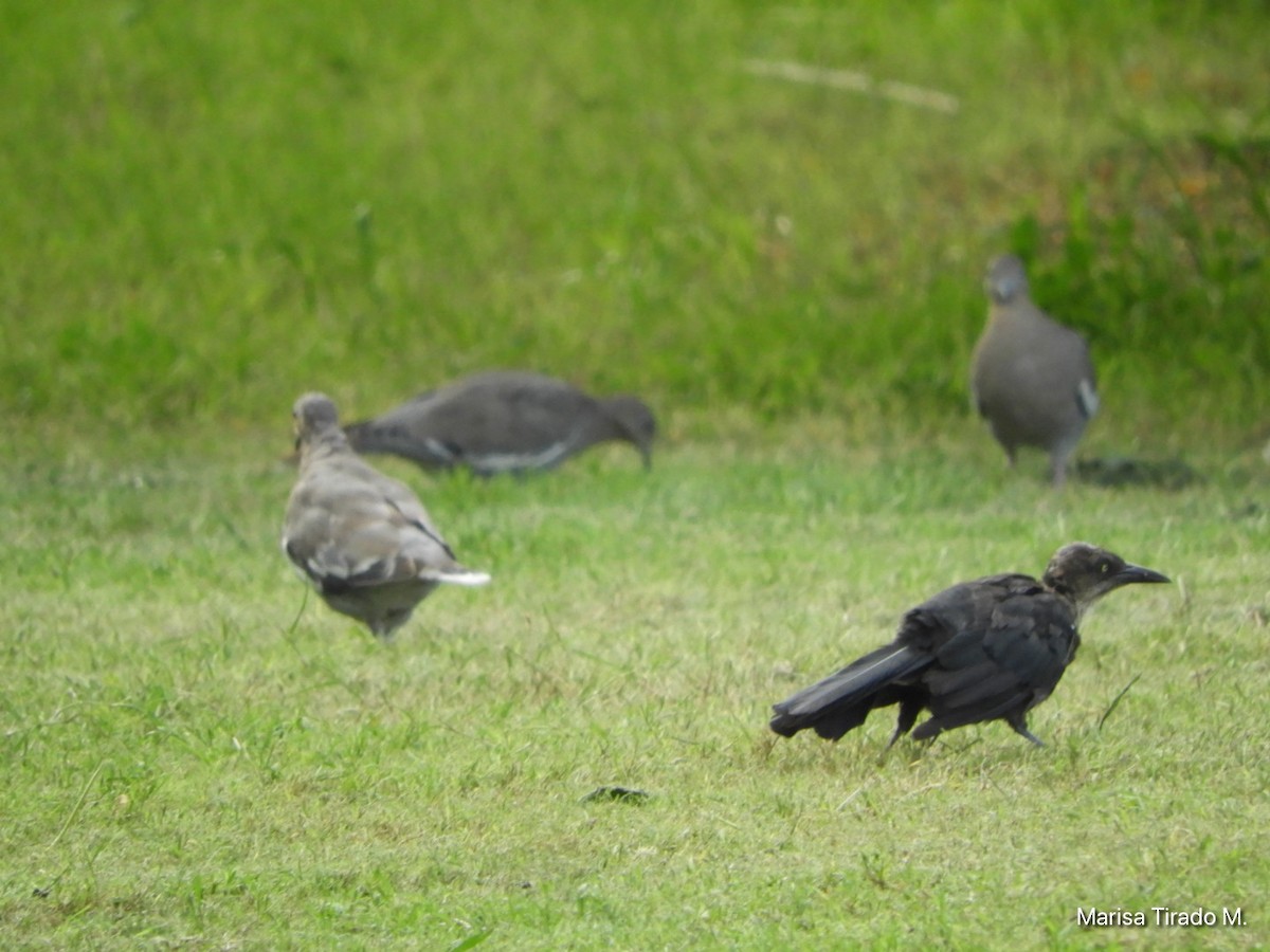 Great-tailed Grackle - ML641980882