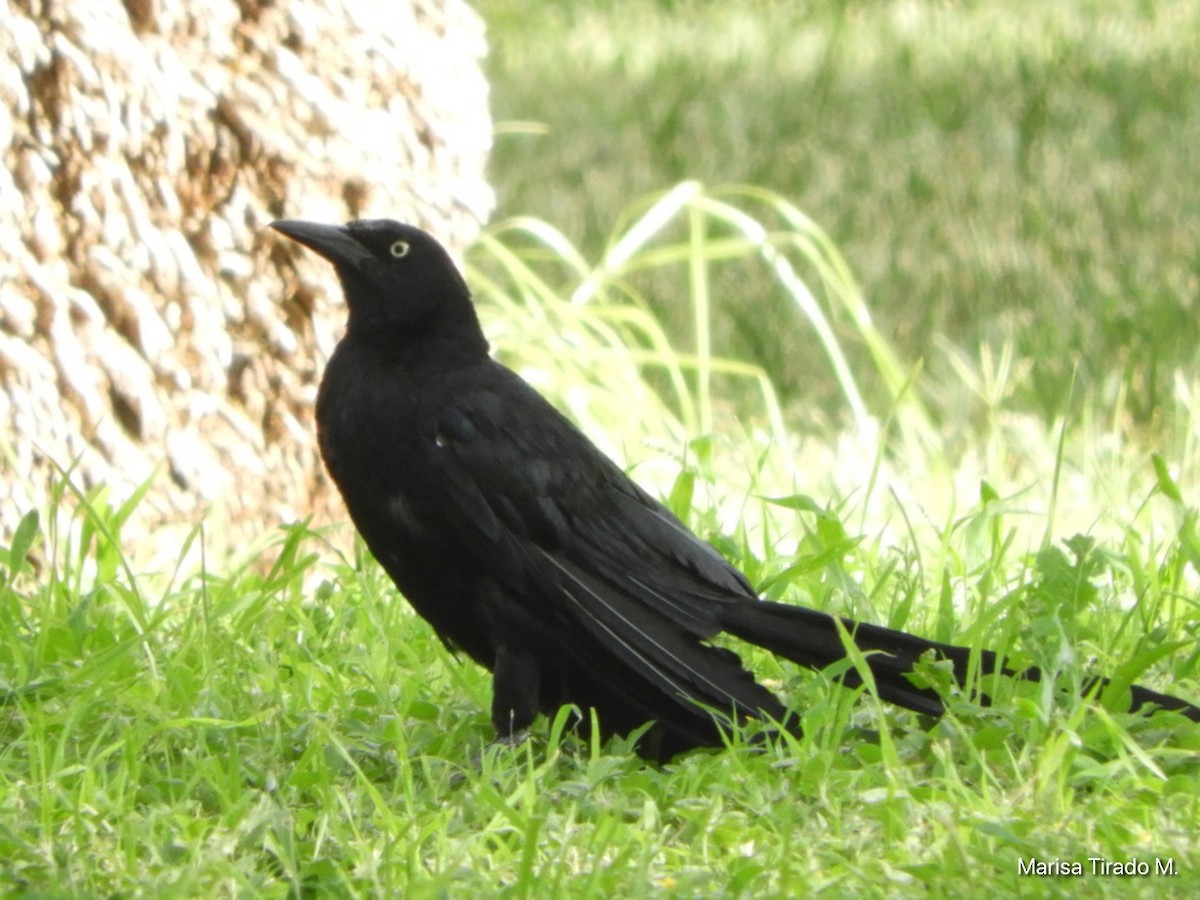 Great-tailed Grackle - ML641980883