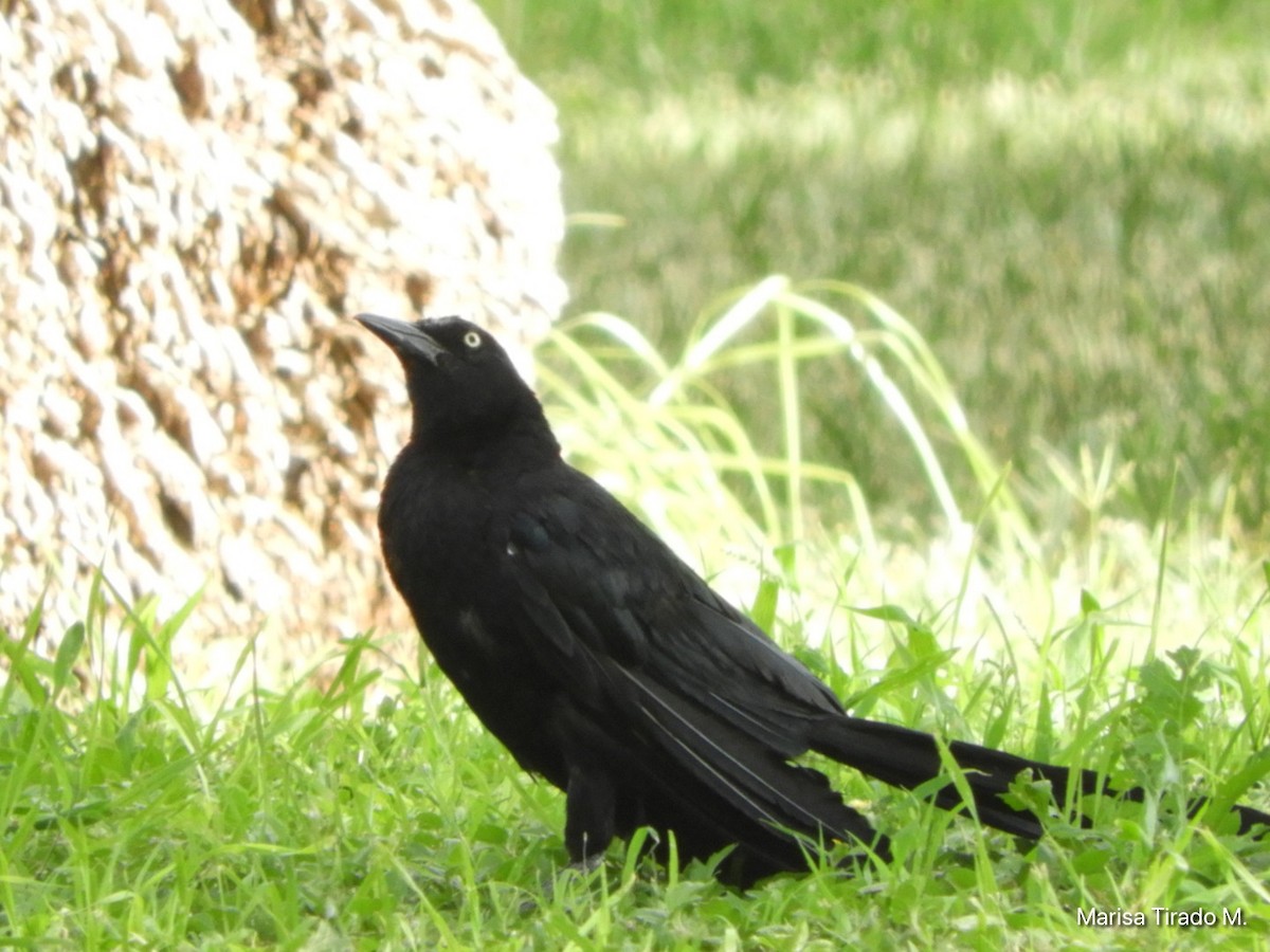 Great-tailed Grackle - ML641980884