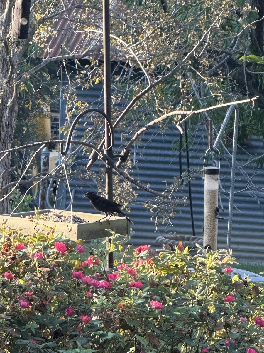 Common Grackle - ML641980889