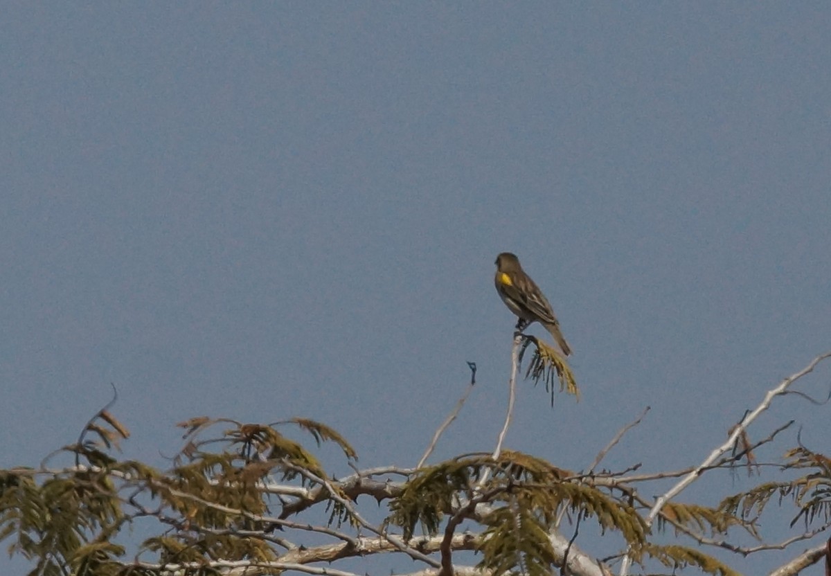 White-winged Widowbird - ML641980915