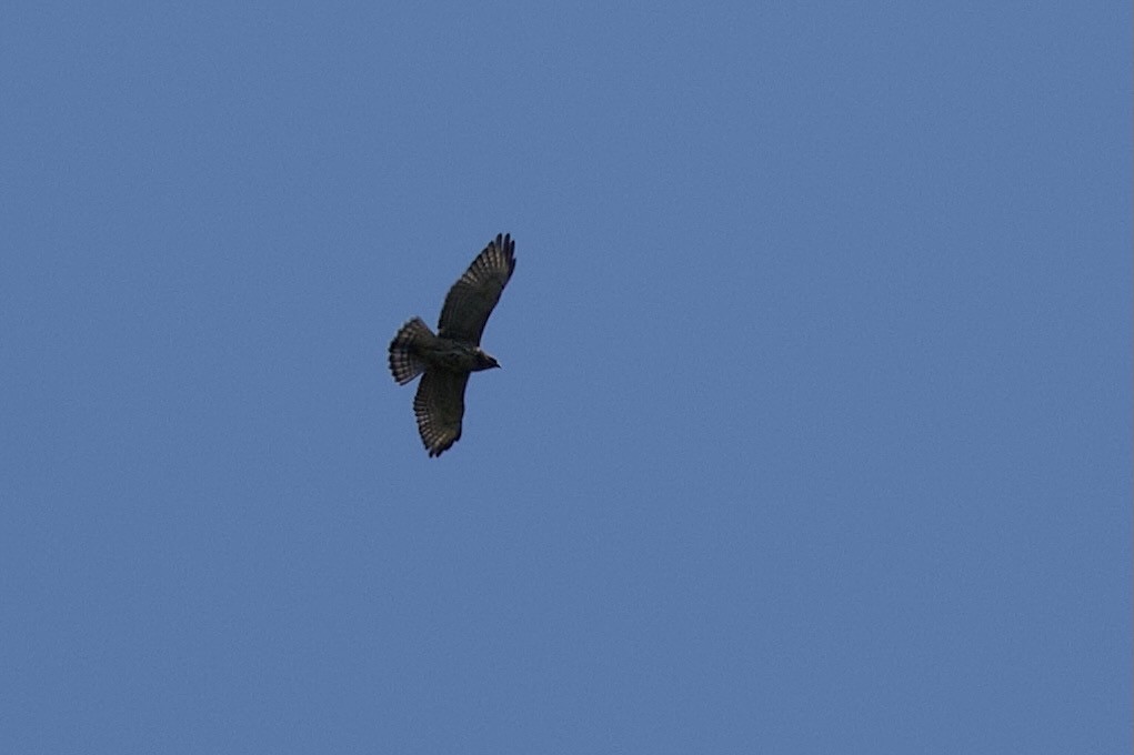 Broad-winged Hawk - ML641980946