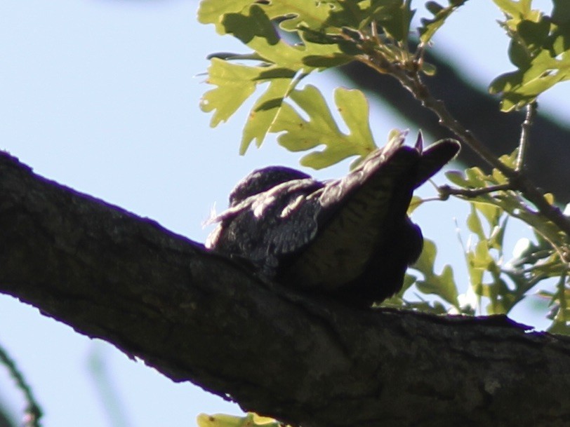 תחמס אמריקני - ML641980952