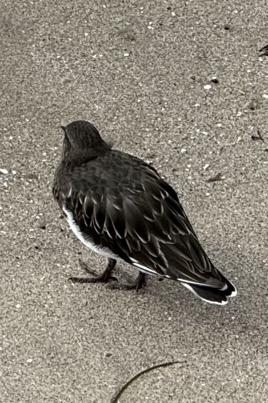 Black Turnstone - ML641980983