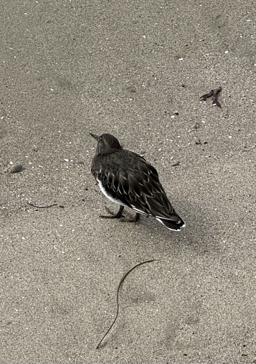 Black Turnstone - ML641980987
