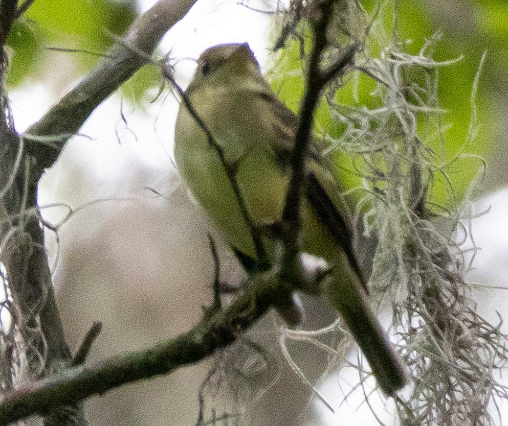 Acadian Flycatcher - ML641980992