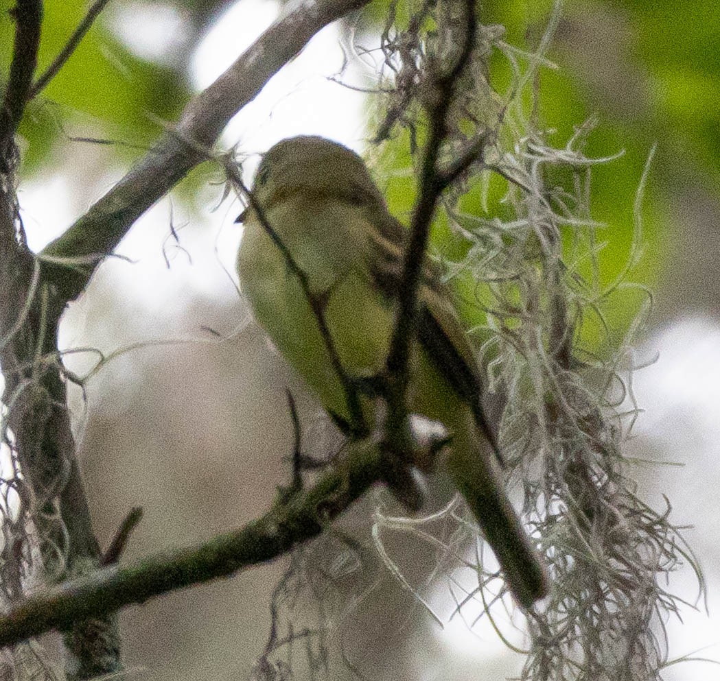 Acadian Flycatcher - ML641980995