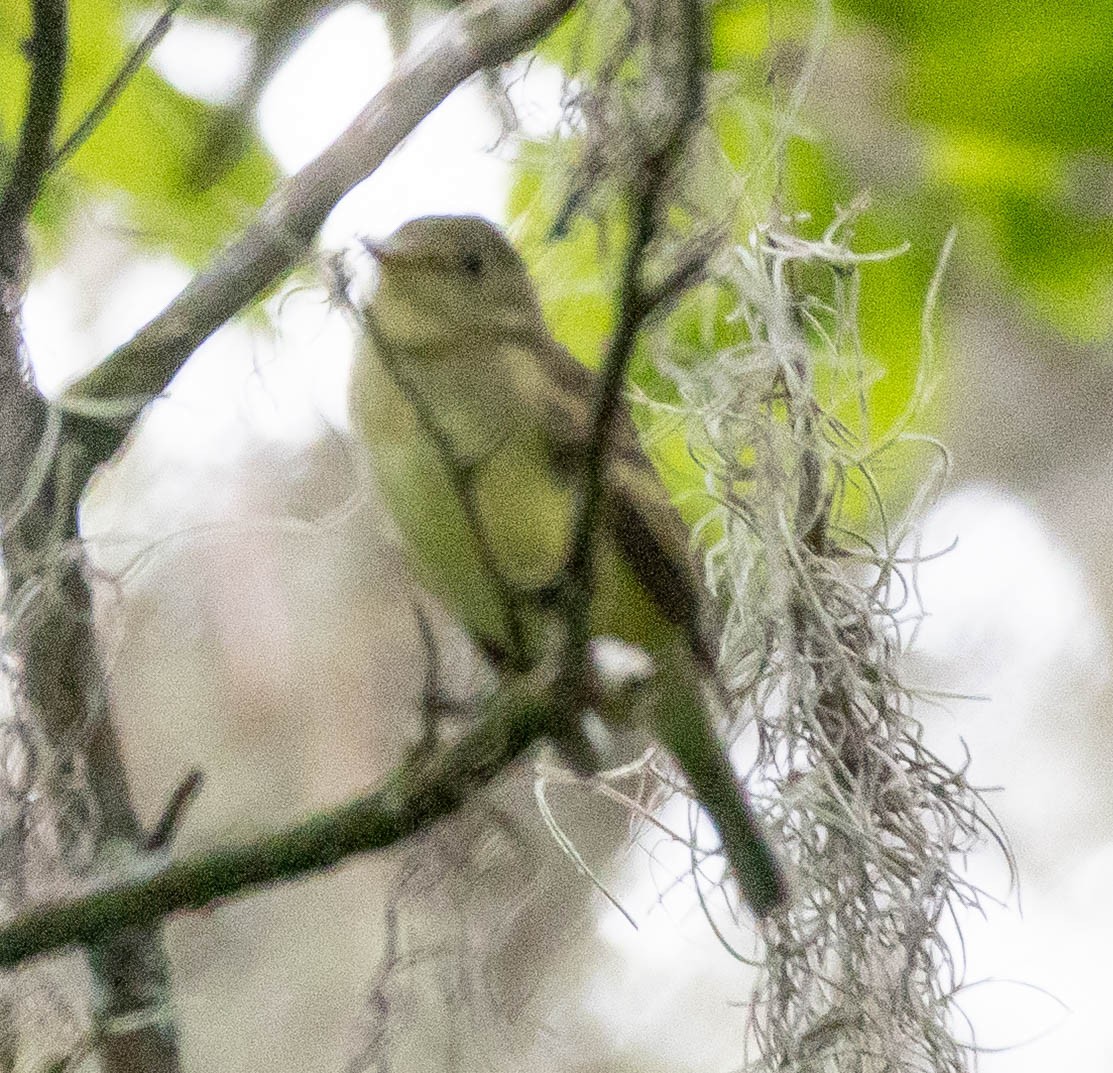 Acadian Flycatcher - ML641981005