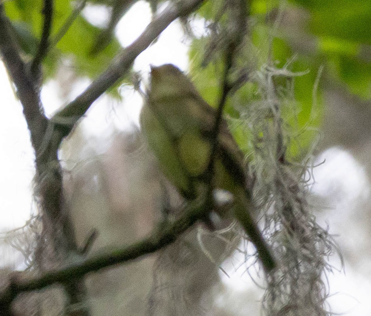 Acadian Flycatcher - ML641981008