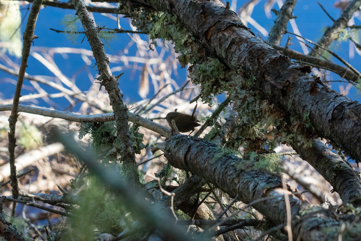 Winter Wren - ML641981014