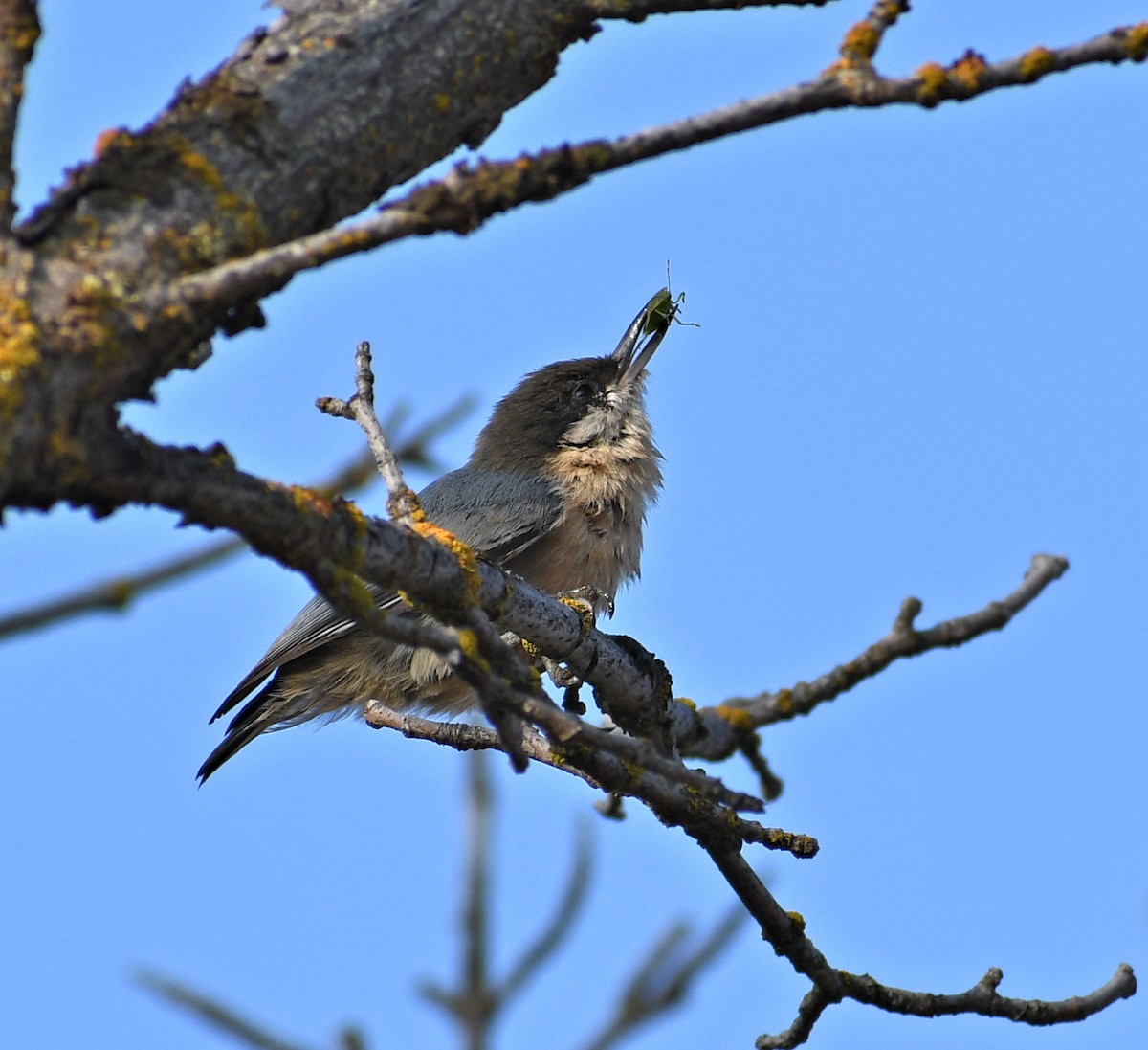 pygméspettmeis - ML641981016