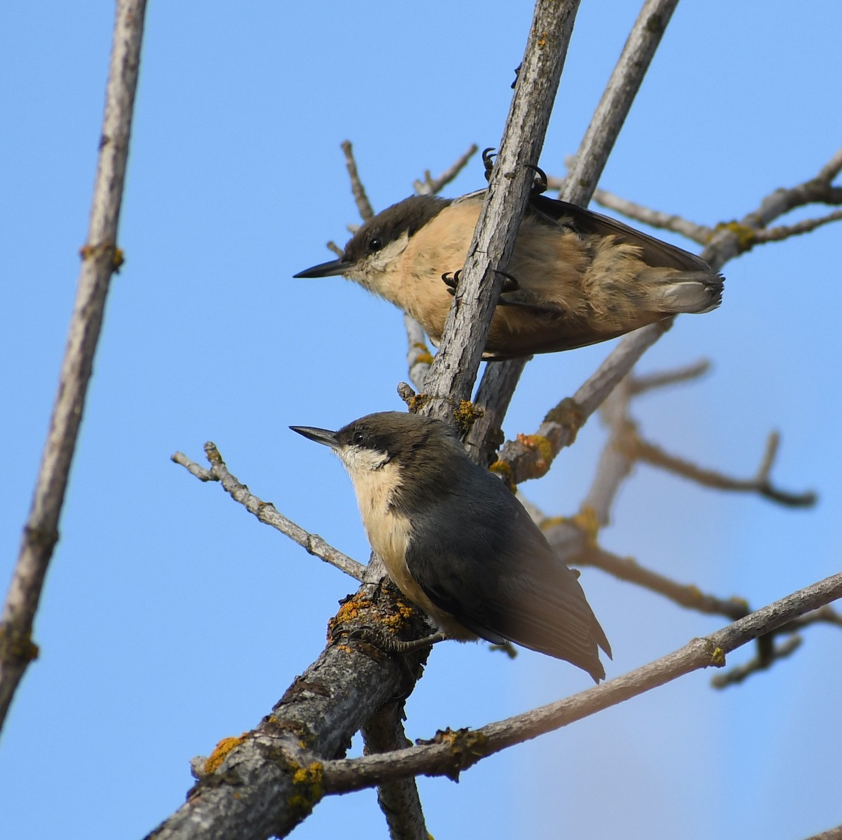 pygméspettmeis - ML641981018