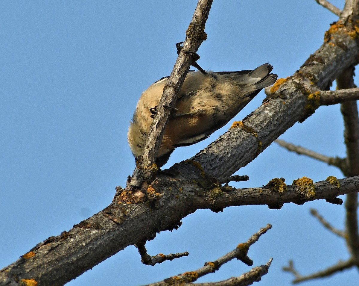 pygméspettmeis - ML641981019