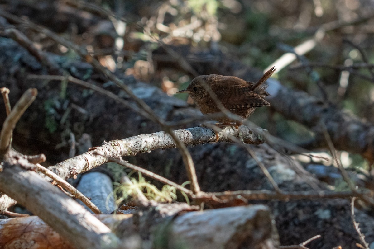 Winter Wren - ML641981037