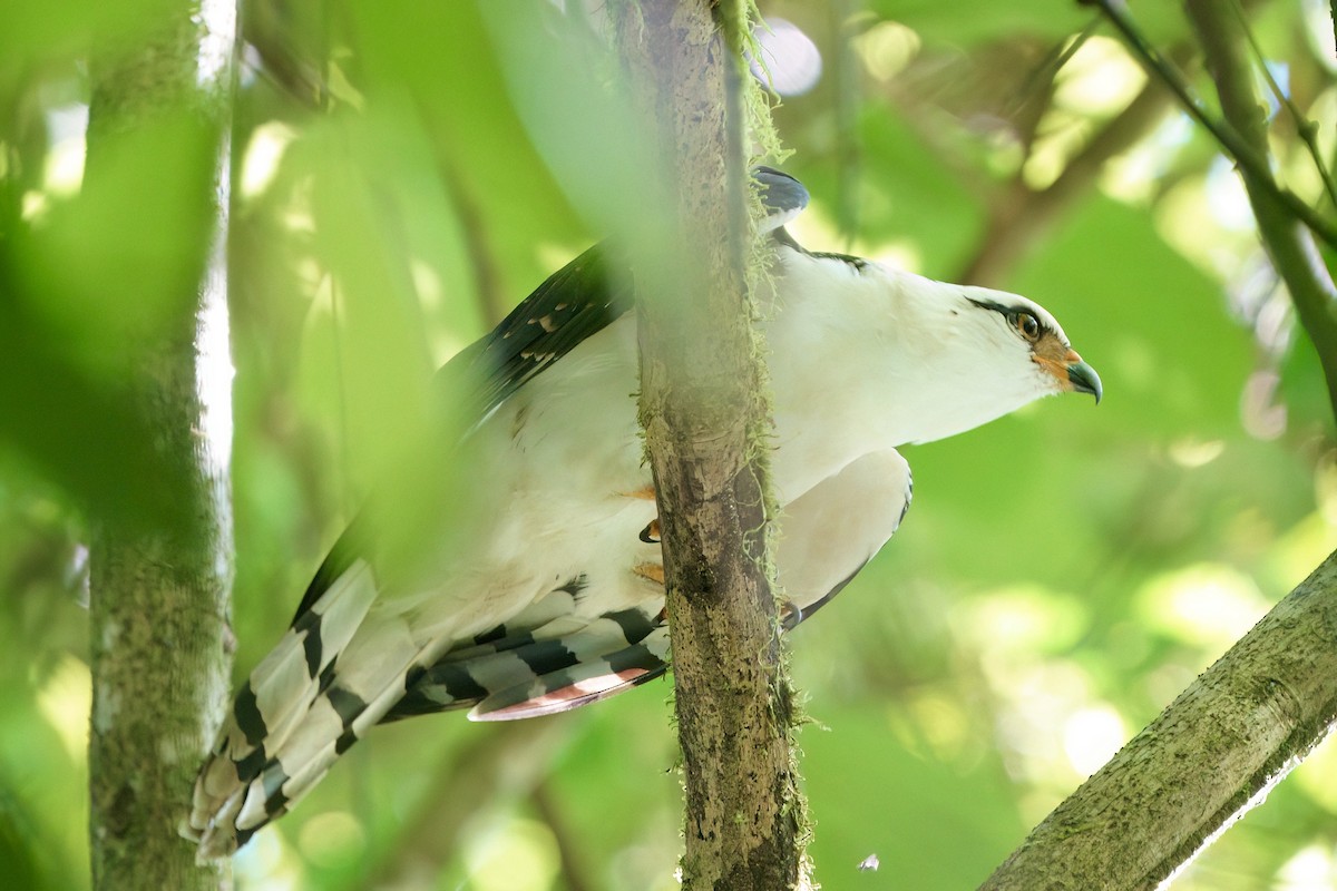 Gray-headed Kite - ML641981038