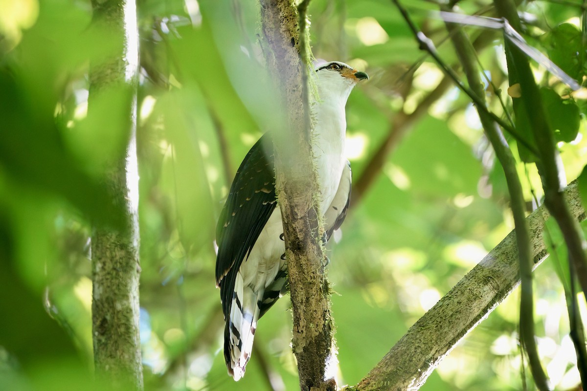 Gray-headed Kite - ML641981039