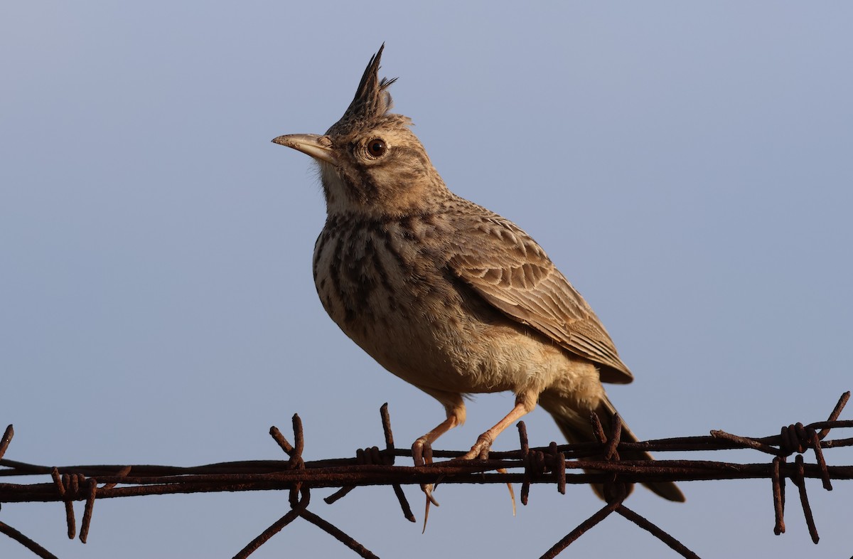 topplerke (cristata gr.) - ML641981042