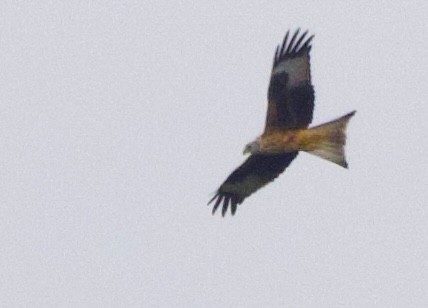 Red Kite - ML641981044