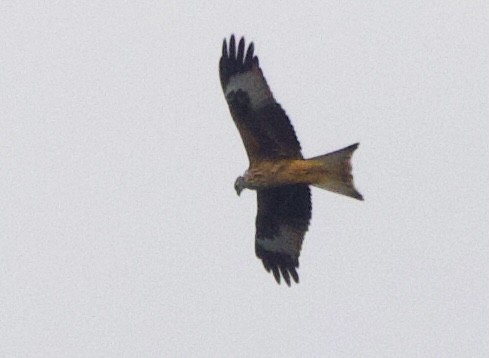 Red Kite - ML641981045