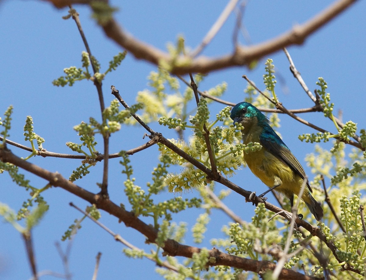 Collared Sunbird - ML641981047