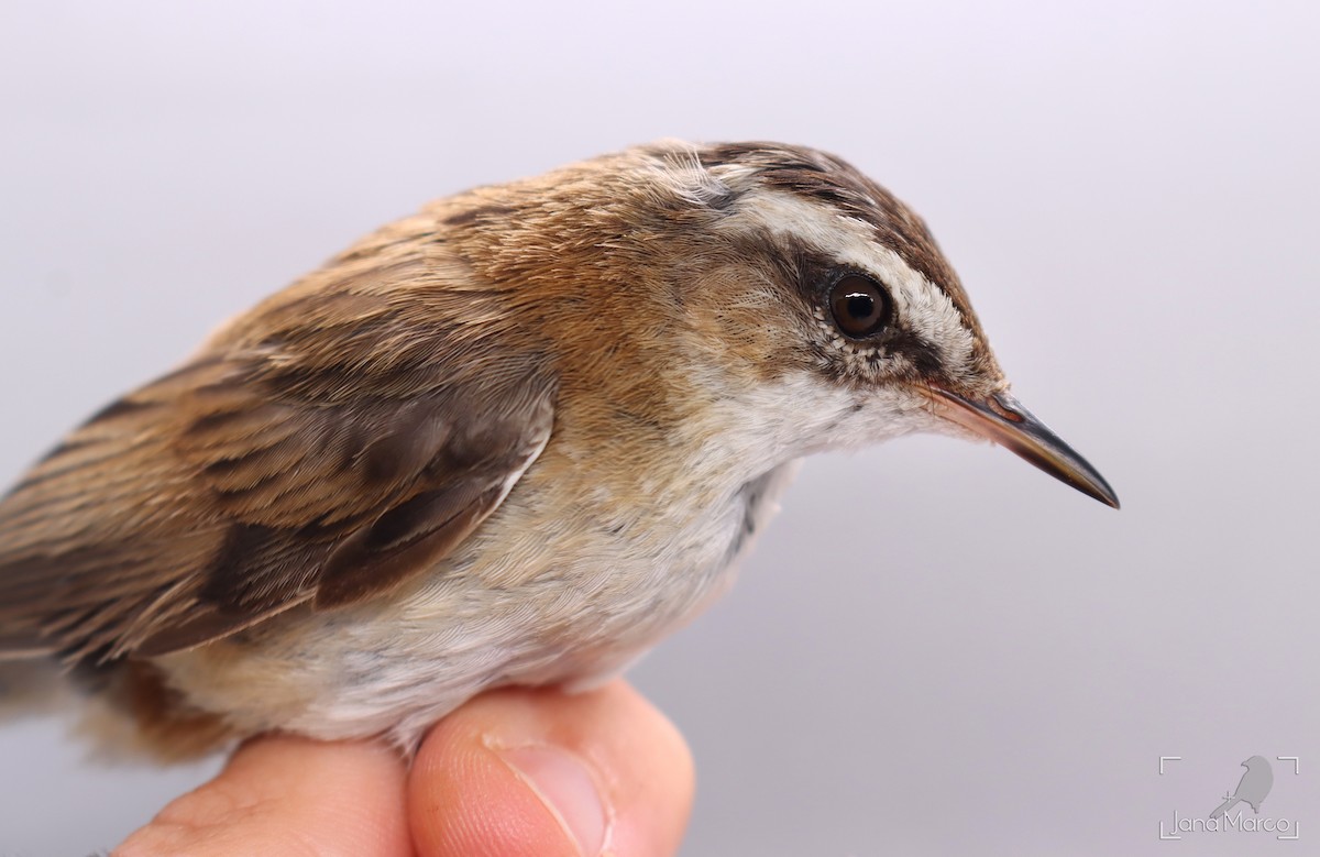Moustached Warbler - ML641981048