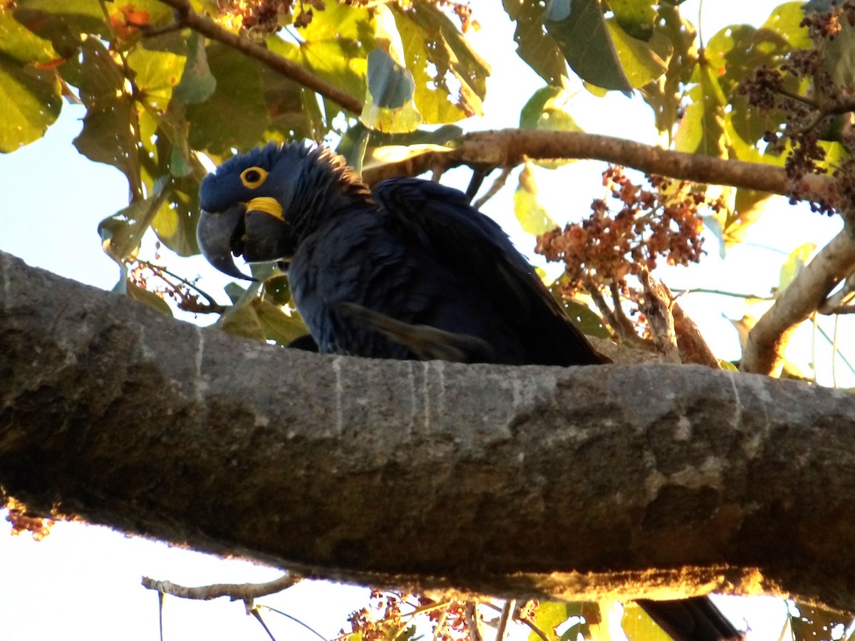 Hyacinth Macaw - ML641981060